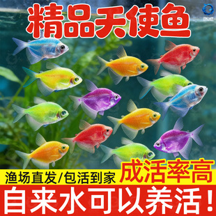 天使鱼观赏鱼金鱼活鱼小型斑马鱼淡水鱼热带鱼好养耐活七彩鱼群游