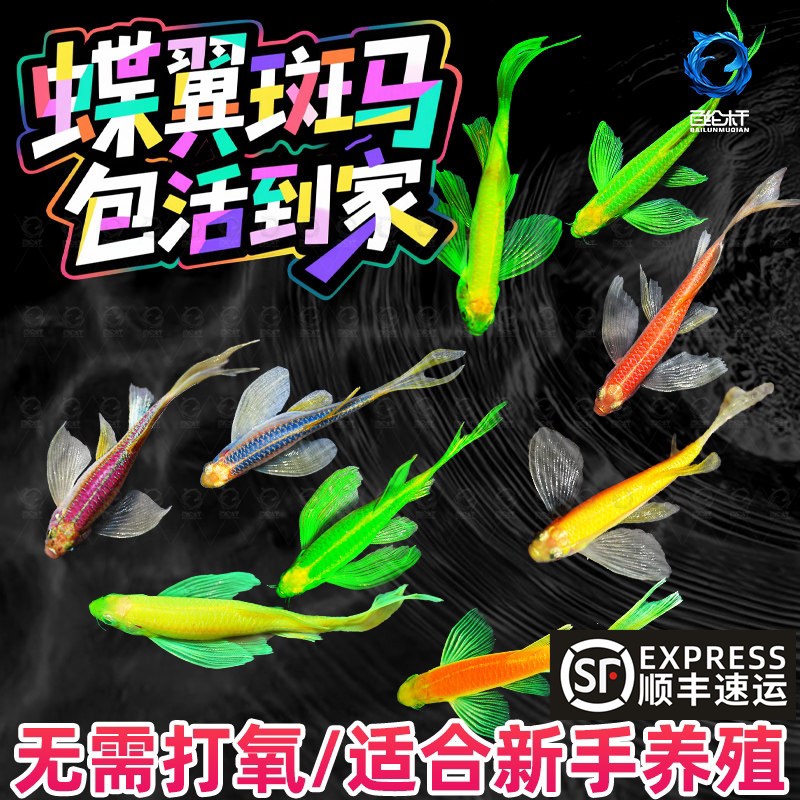 蝶翼斑马鱼长尾长鳍大帆翡翠绿观赏鱼龙凤冷水小型淡水好养小活鱼