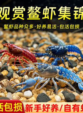 鳌虾观赏虾淡水冷水族耐活体宠物红白蓝色小龙虾火山原生天空蓝魔
