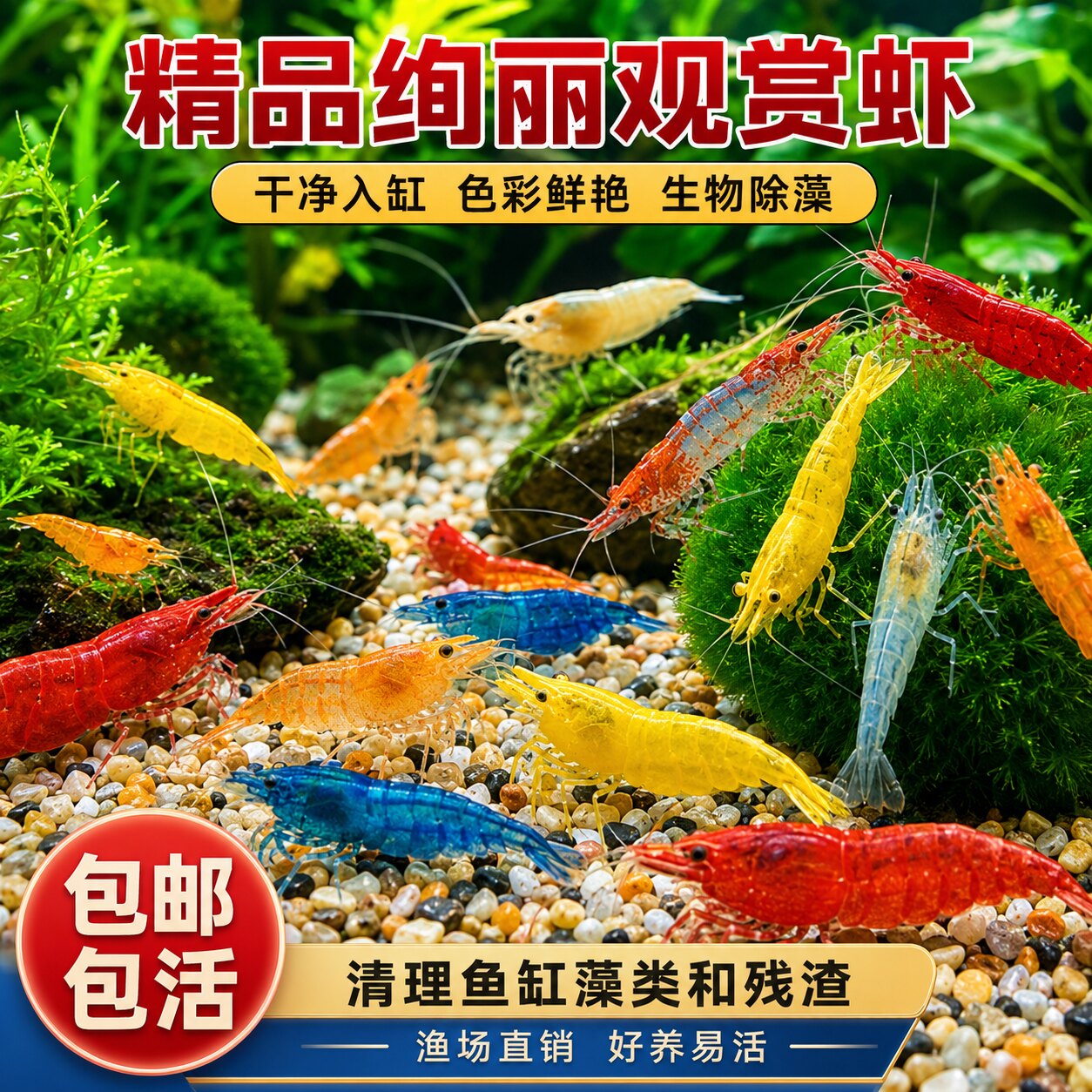 观赏虾除藻虾淡水鲜活黑壳虾宠物水晶虾清洁鱼耐活好养热带观赏鱼