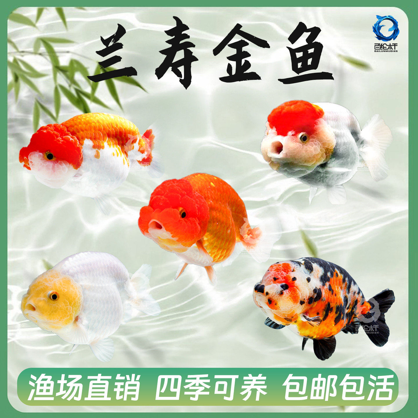 兰寿金鱼包活小型淡水冷水好养纯种国粹泰狮活鱼鹤顶红锦鲤观赏鱼,宠物/宠物食品及用品,鱼,淘宝优惠券,粉丝福利购,淘宝优惠卷