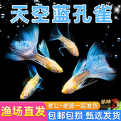 天空蓝孔雀鱼观赏鱼精品纯种小型活体热带凤尾鱼淡水好养耐活小鱼