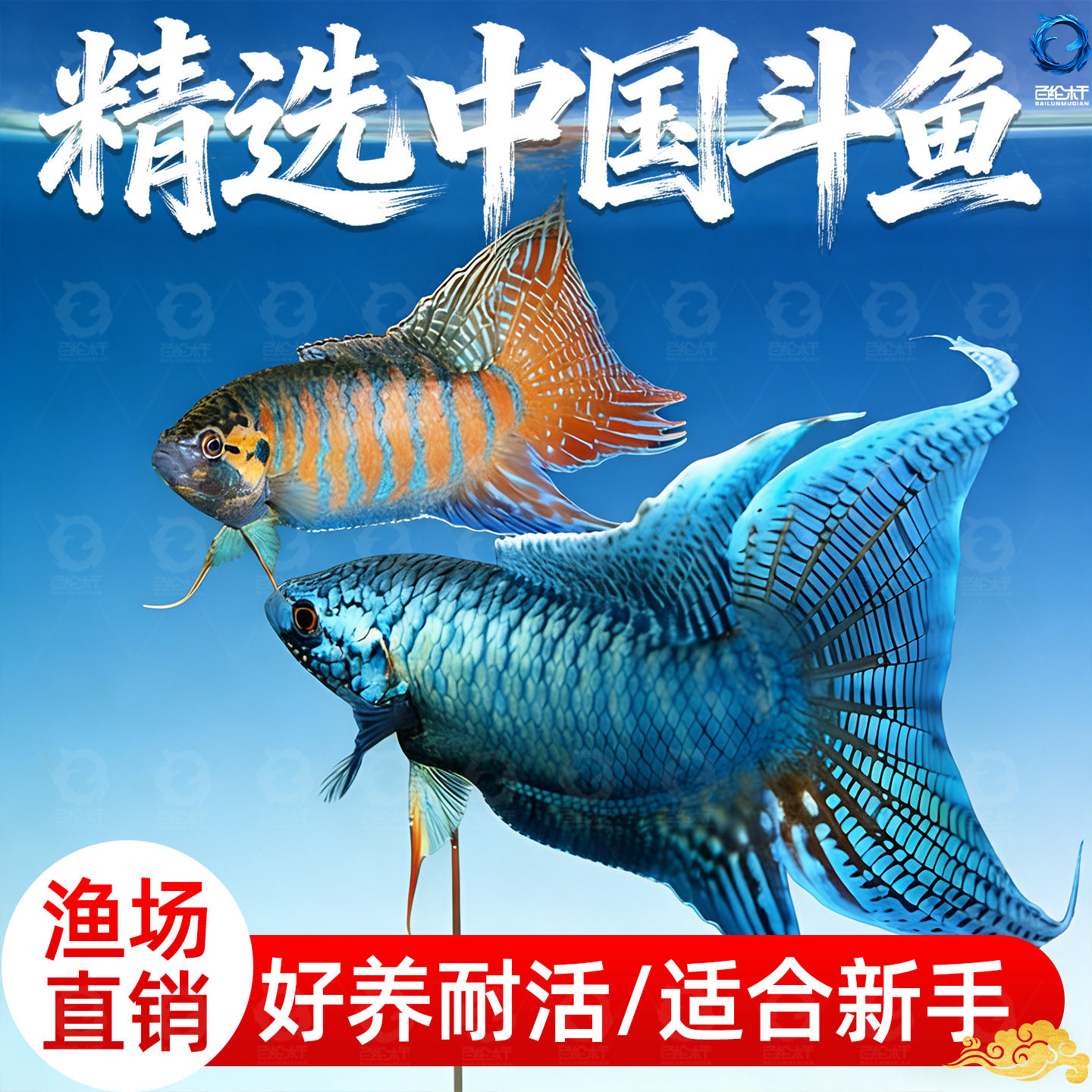 中国斗鱼活体冷水观赏鱼鱼苗不打氧好养易活小型淡水冷水活鱼,宠物/宠物食品及用品,蟹,淘宝优惠券,粉丝福利购,淘宝优惠卷