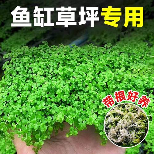 爬地矮珍珠水草日本趴植物生态鱼