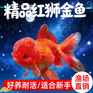 红狮金鱼国师鱼冷水鱼金鱼活鱼淡水锦鲤活体好养耐活不加温观赏鱼