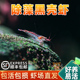 顺丰黑壳虾观赏虾除藻淡水鲜活清洁工具耐活好养观赏鱼宠物水晶虾