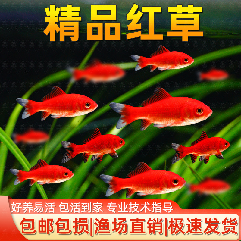 红草金鱼好养耐活长尾大红草观赏鱼锦鲤活体冷水鱼锦鲫红草淡水鱼