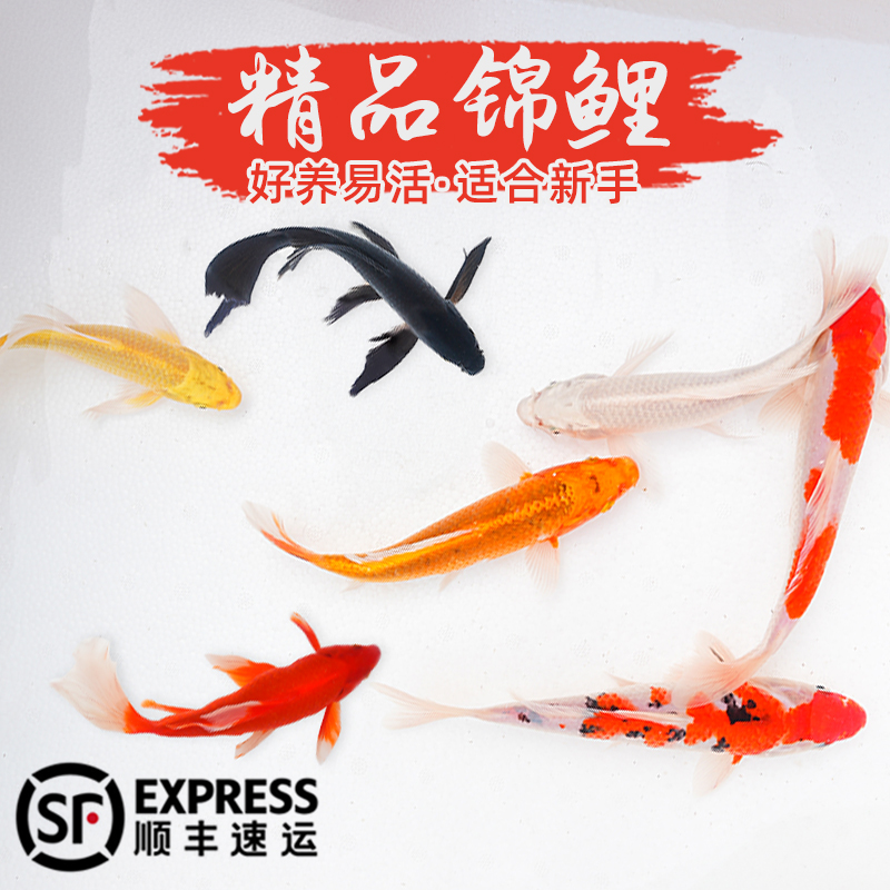 纯种锦鲤鱼活鱼冷水淡水观赏鱼