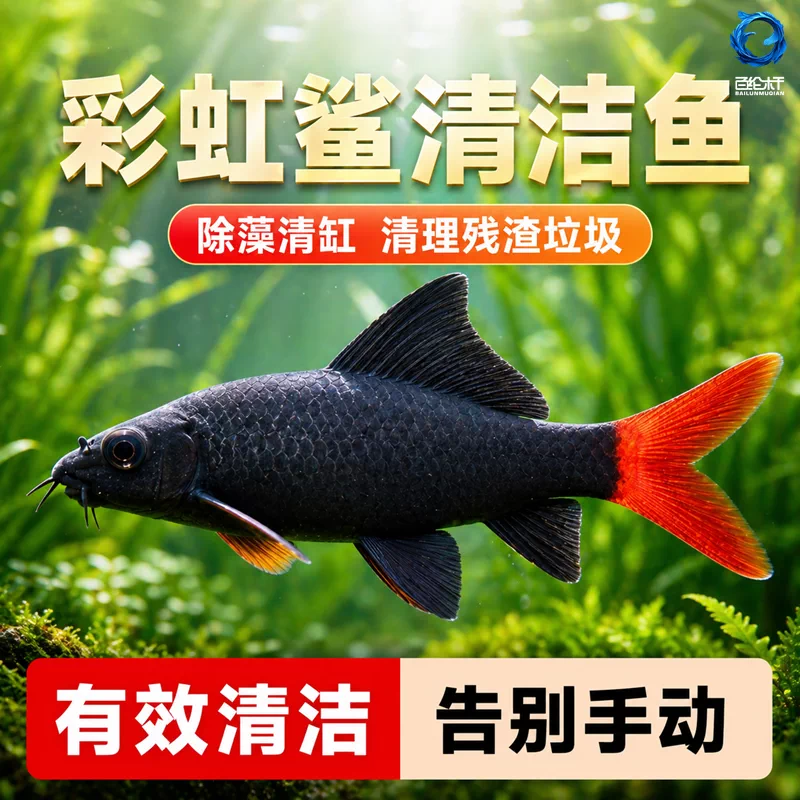 彩虹鲨清道夫鱼金苔鼠鱼缸清洁鱼除藻工具鱼热带观赏鱼除藻活体