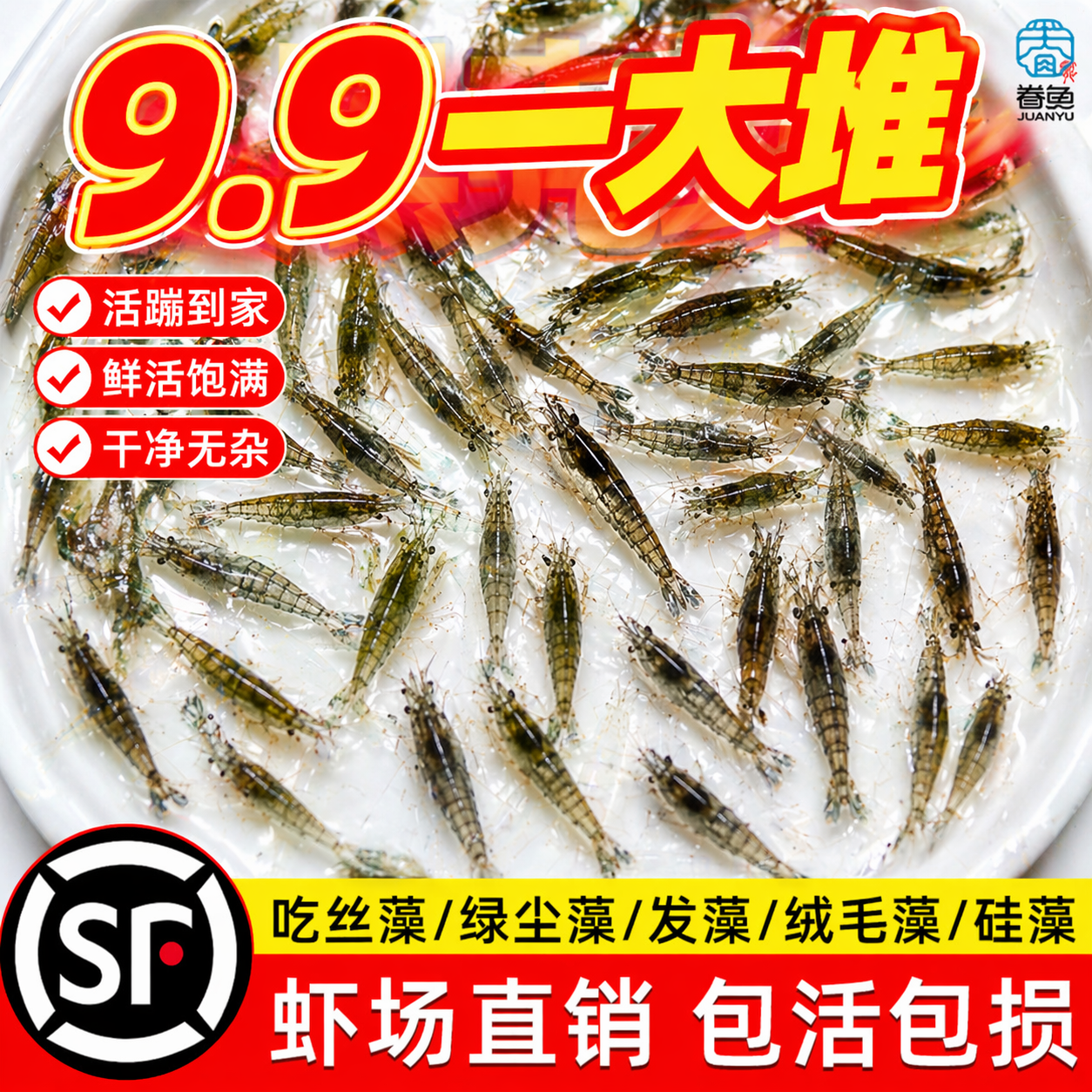 顺丰超大黑壳虾鱼缸观赏除藻工具虾草缸清理鲜活宠物活体饲料冷水