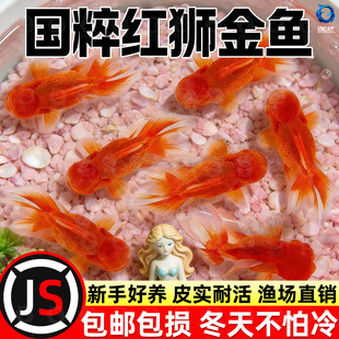 红狮金鱼国师鱼冷水鱼金鱼活鱼淡水锦鲤活体好养耐活不加温观赏鱼