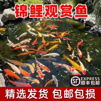 顺丰锦鲤鱼苗观赏鱼活体大型冷水纯种红白草金鱼活鱼淡水好养耐活
