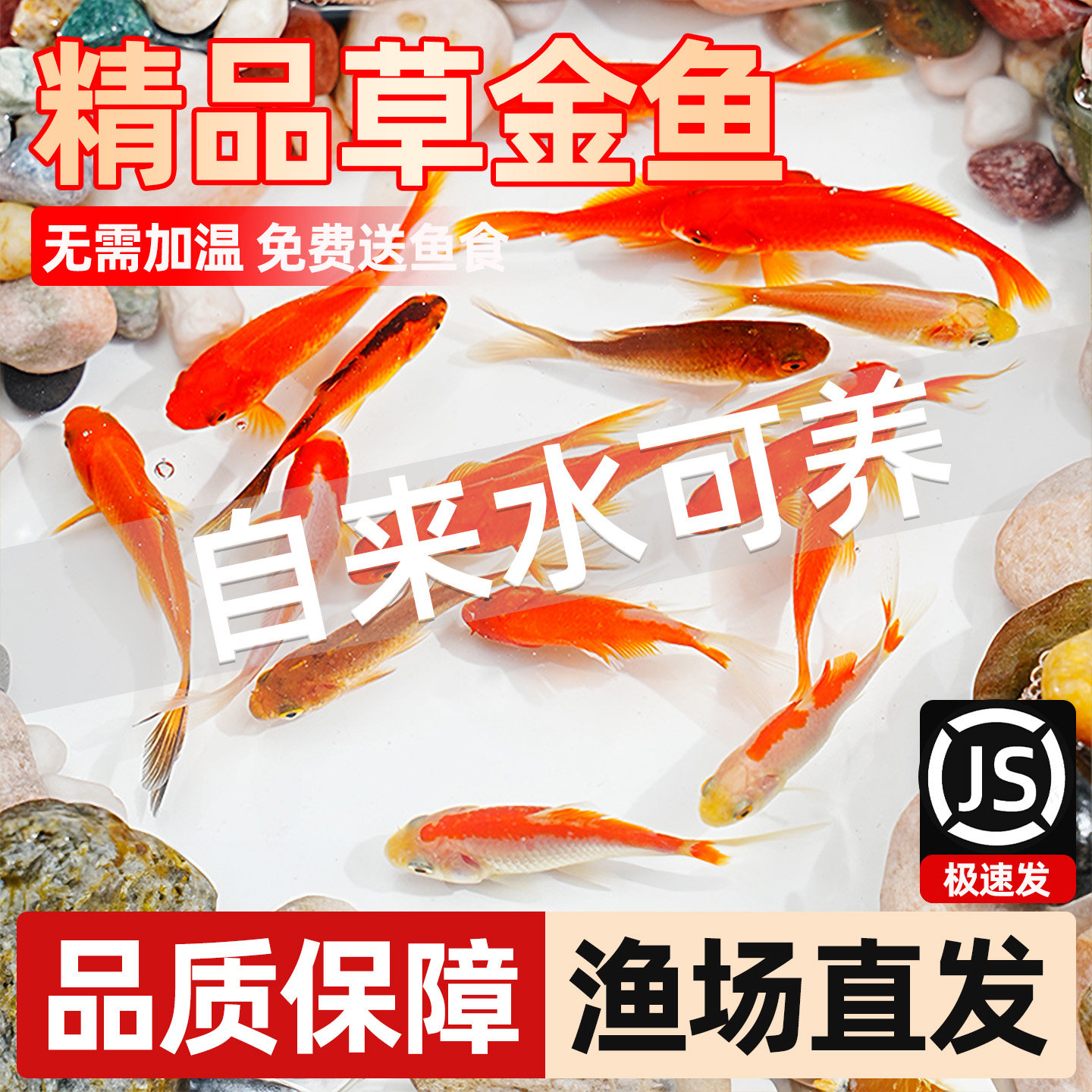 草金鱼观赏鱼红草金新手鱼懒人鱼红锦鲫好养活冷水鱼小金鱼鱼苗