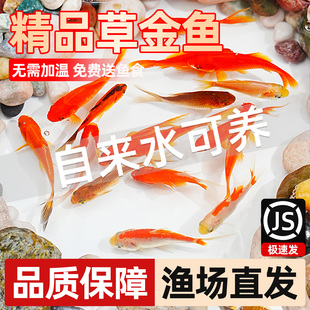 草金鱼观赏鱼红草金新手鱼懒人鱼红锦鲫好养活冷水鱼小金鱼鱼苗