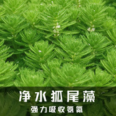 净水植物狐尾藻沼泽过滤水草大聚藻水陆缸养鱼养龟鳖淡水净化水质