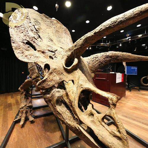 大型仿真三角龙恐龙骨架室内博物馆恐龙骨骼化石展览模型侏罗纪