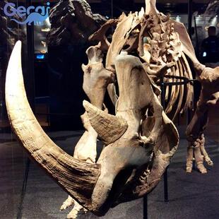 仿真动物恐龙骨架骨骼化石博物馆科普馆展览化石模型厂家定制