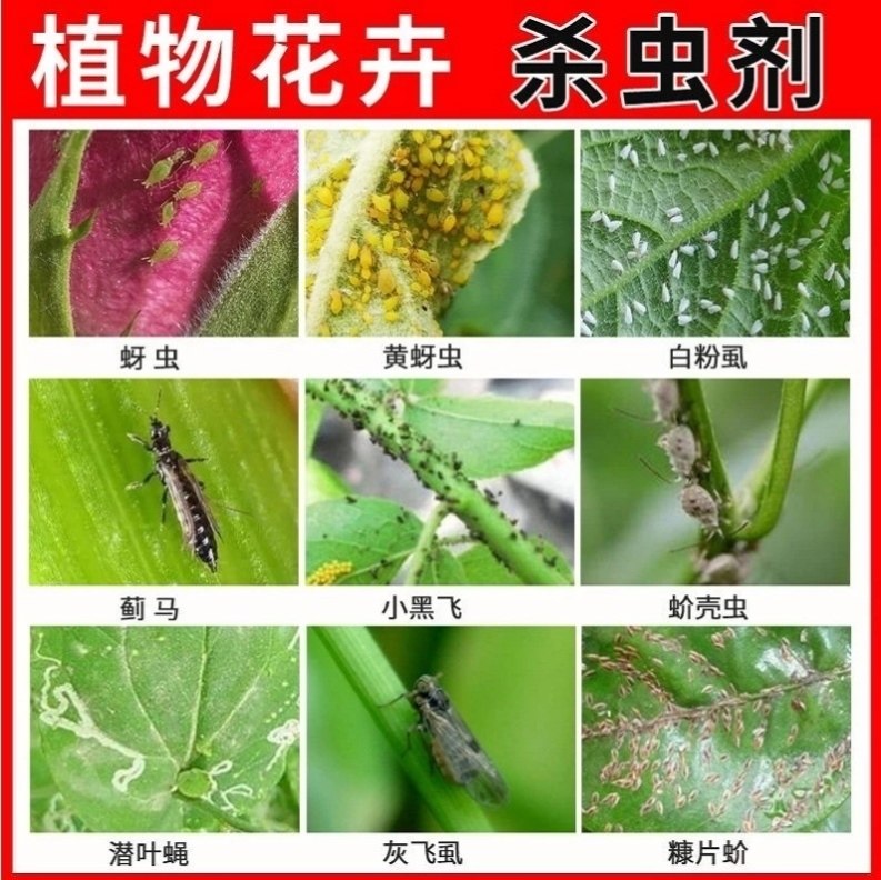 三角梅多肉兰花长虫子的药去花盆杀花草小黑虫长寿花除虫剂密虫药