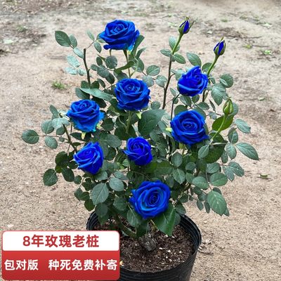 正宗玫瑰花苗15元3棵5年老根云南大苗浓香观花植物月季蔷薇四季