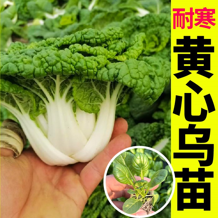 耐寒奶油黄心乌塌菜苗秧苗鸟黑菜踏榻搭黄心乌白菜种孑蔬菜苗秧苗