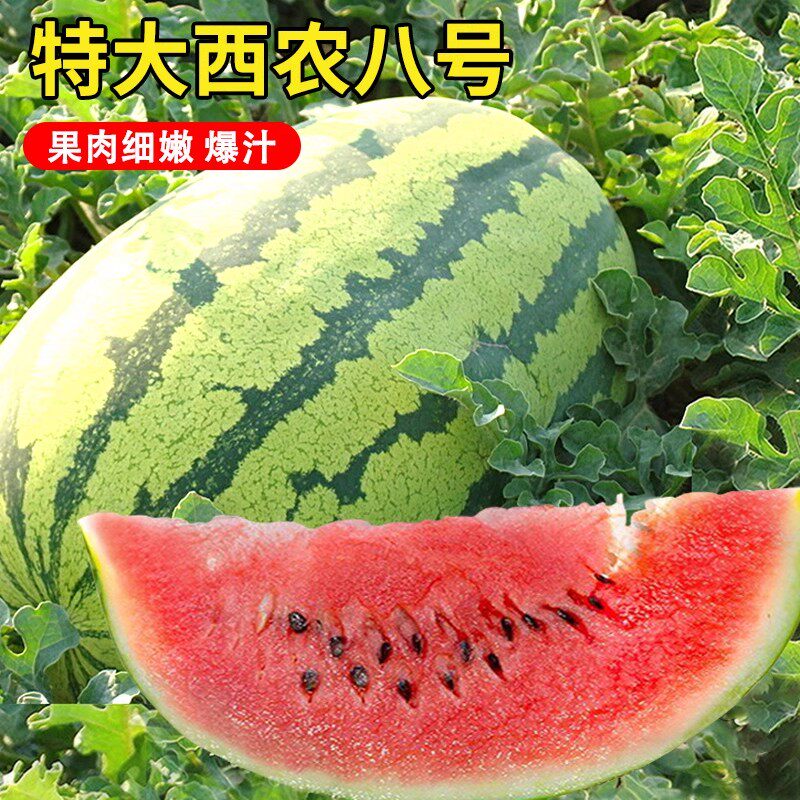 懒汉特大西瓜苗8424麒麟无籽嫁接盆栽美都特大号巨型懒人广西早熟