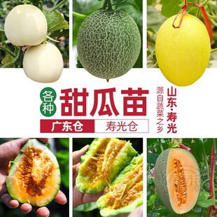瓜种大全甜瓜种子种籽苗秧瓜类秧苗羊角蜜密哈密瓜孑子绿宝瓜苗