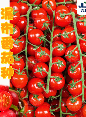枝纯串收小番茄苗秧超甜串串小西红柿小柿子苗千禧圣女果阳台种植