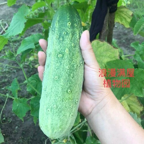 土黄瓜苗秧苗四季高产老品种本地胡瓜苗青黄爪种籽子孑青瓜秧盆栽