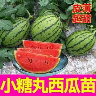 小吊瓜西瓜苗小糖丸西瓜苗秧带土春秋四季吊蔓水果种子吊爪酉瓜苗
