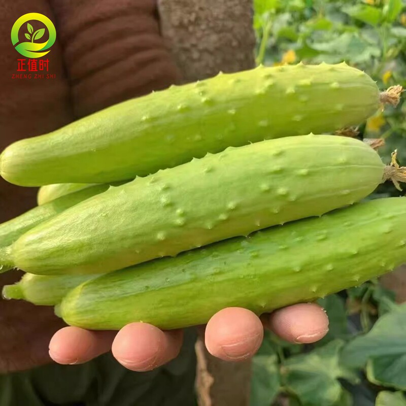 海南白玉黄瓜苗秧苗荷兰水果黄瓜苗本地老品种奶油白皮黄瓜种籽子图片