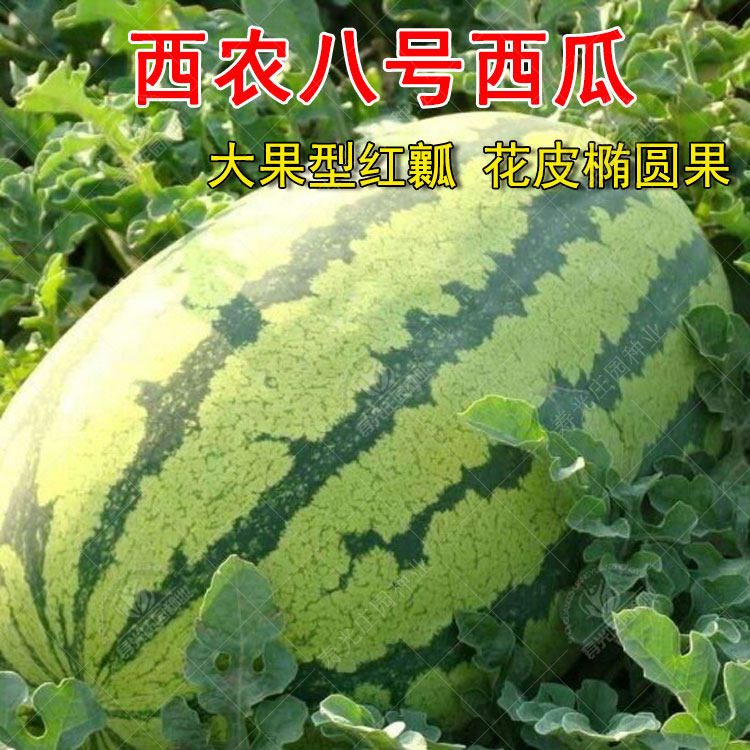 甜王西瓜苗特大号懒汉嫁接好的西爪苗秧苗冰糖麒麟早春红玉早熟2k