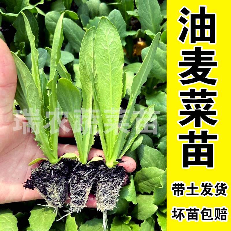 油麦菜苗秧苗麦香味油麦菜广东小叶圆叶香油麦菜苗四季种植生菜苗