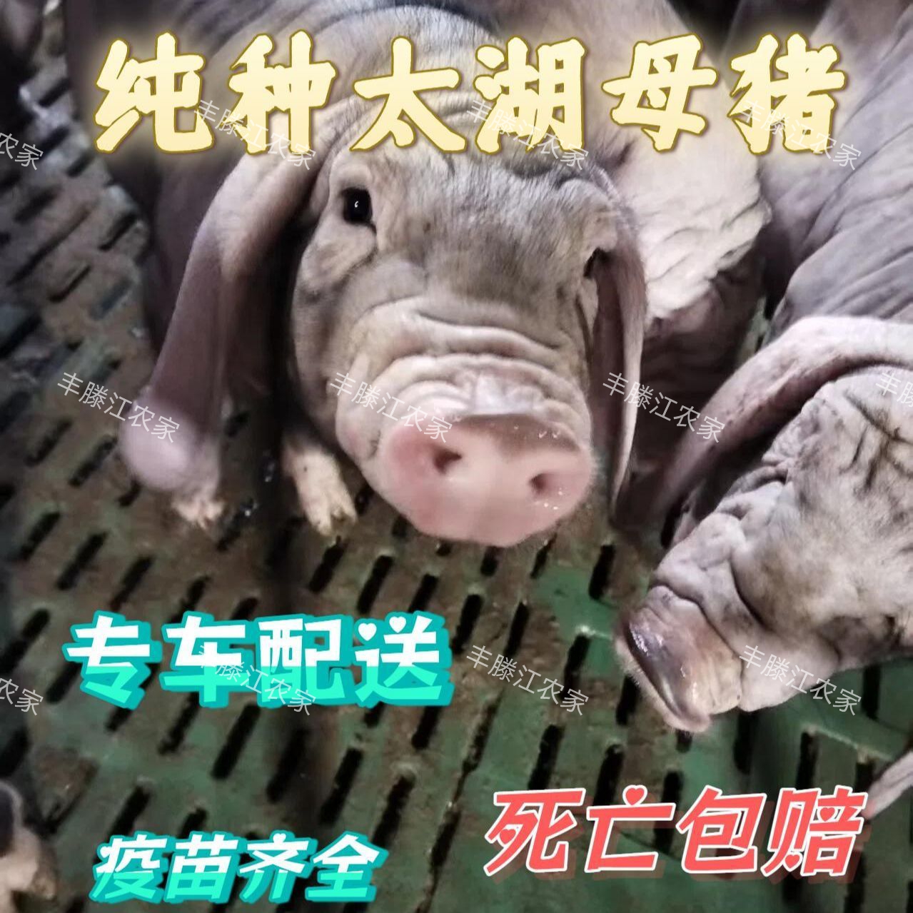 原种太湖母猪二花脸母猪苏太母猪大梅山母猪揣仔大母猪小猪仔活苗