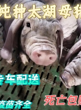 原种太湖母猪二花脸母猪苏太母猪大梅山母猪揣仔大母猪小猪仔活苗