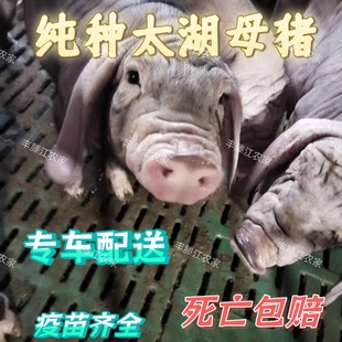 原种太湖母猪二花脸母猪苏太母猪大梅山母猪揣仔大母猪小猪仔活苗