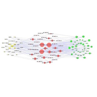 网络药理学专业代做 cytoscape作图 GO/KEGG富集 PPI网络