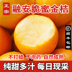 【顺丰包邮】广西融安脆蜜金桔正宗第三代脆蜜金柑新鲜现摘无籽
