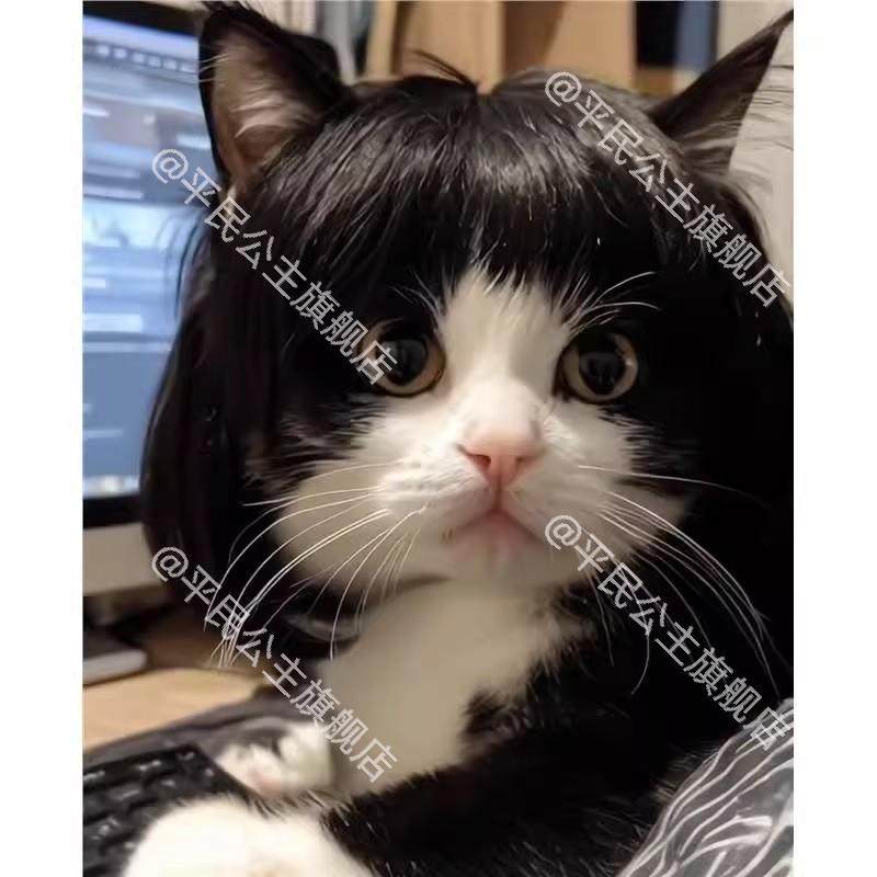 橘猫狗狗搞笑网红猫装扮猫狗假发图片