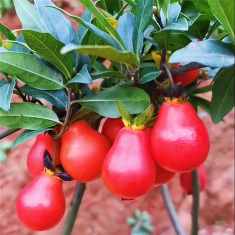血钻 四川金弹子盆景绿植金弹子挂果老桩阳台植物办公桌趣味盆栽