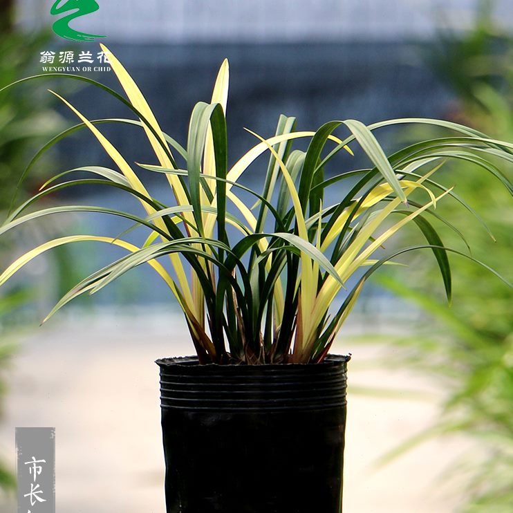 开花绿植花卉盆栽好养市名贵铭品长兰花苗室内浓香红建兰四季翁源