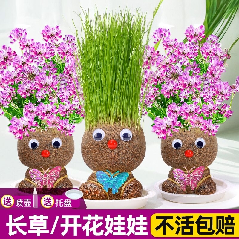 草头娃娃头上长草开花头发种植小盆栽幼儿园种草儿童观察植物生长