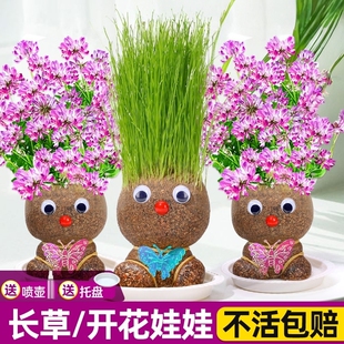 草头娃娃头上长草开花头发种植小盆栽幼儿园种草儿童观察植物生长