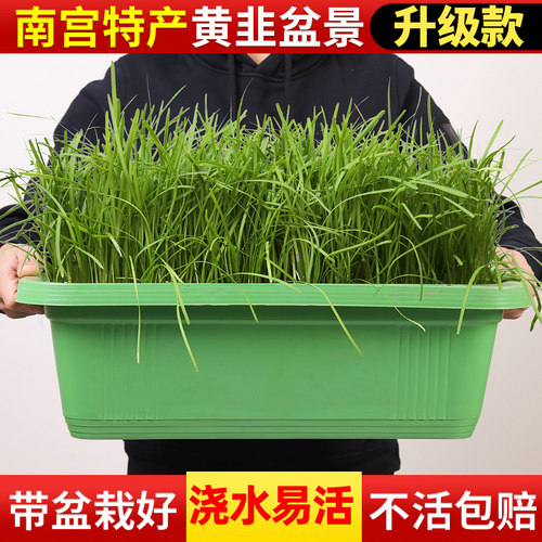 有机根苗南宫特产无土栽培韭菜