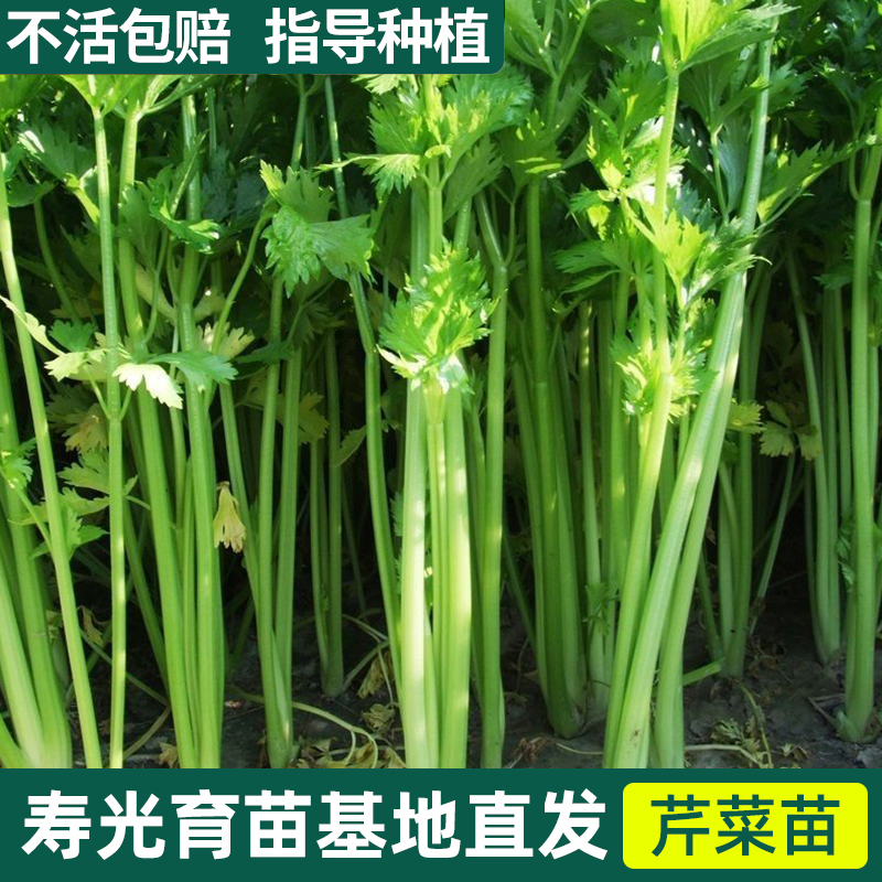蔬菜春季特色大批量南方芹菜苗