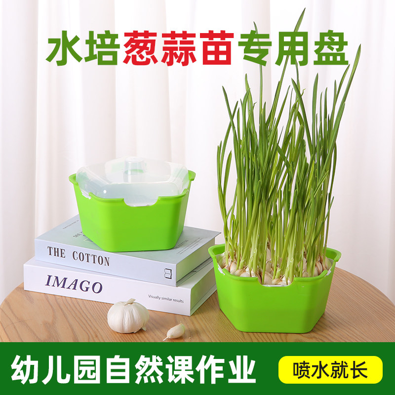 新芽苗菜育苗托盘水培育苗神器专用盘无土栽培纸上种植盆葱苗蒜苗