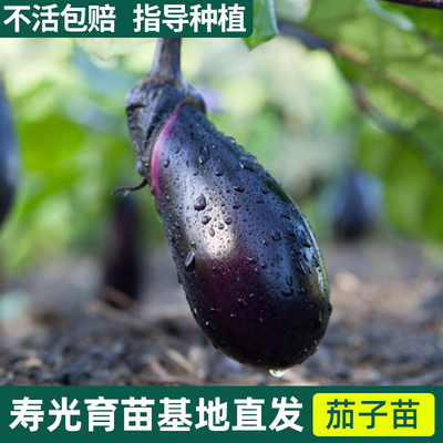 蔬菜四季新鲜白紫特大盆栽茄子苗