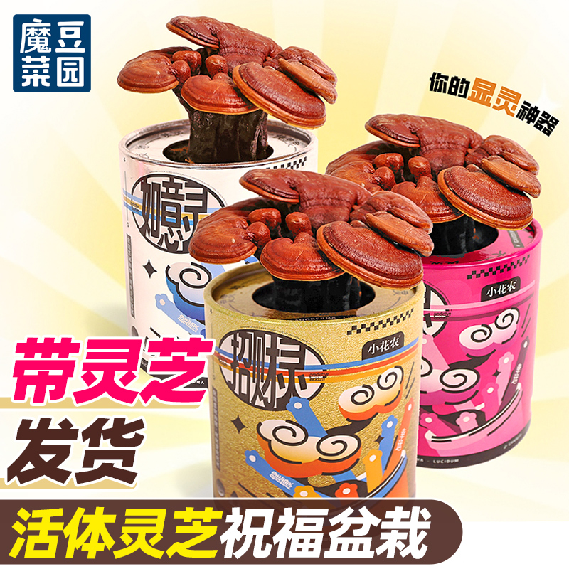 灵芝盆栽室内阳台魔豆菜园