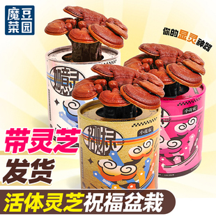 活灵芝盆栽真罐头植物盆景蘑菇种植包儿童种植小盆栽招财桃花如意