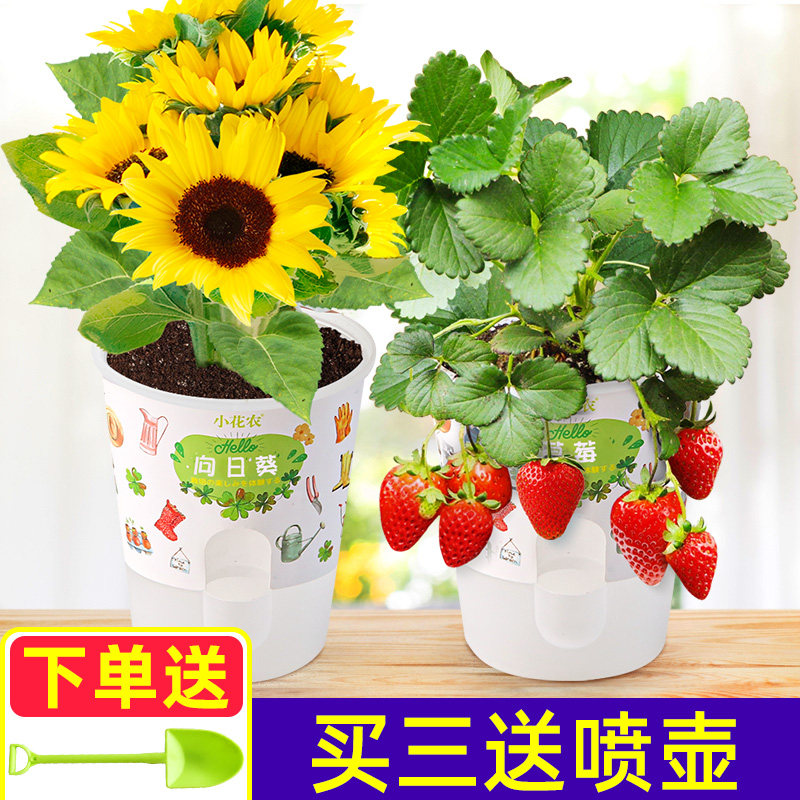 植物观察价格 植物观察图片 星期三