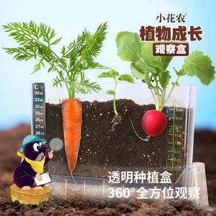 儿童植物生长观察盒窗小学生幼儿园科学实验套装 迷你小农场阳光房